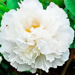 Півонія White Snow Bai Xue Gong Zhu деревоподібний