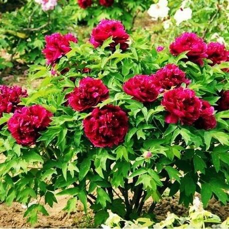 Півонія Baiyuan's Red Clouds Bai Yuan Hong Xia деревоподібний