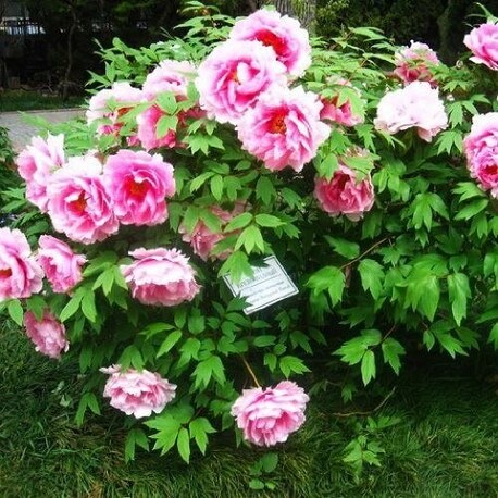 Півонія Peachblossom Covered with Snow Xue Ying Tao Hua деревоподібний