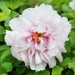 Півонія Peachblossom Covered with Snow Xue Ying Tao Hua деревоподібний