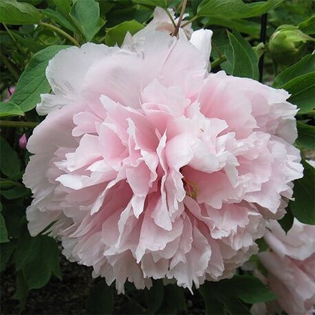 Півонія Zhaos Pink Zhao Fen деревоподібний