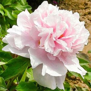 Півонія Zhaos Pink Zhao Fen деревоподібний Півонія Zhaos Pink Zhao Fen деревоподібний