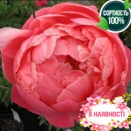 Пион травянистый Coral Charm (2-4 почки)