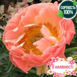 Пион травянистый Coral Sunset (2-4 почки)