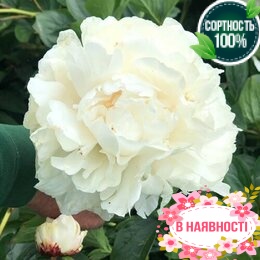 Пион травянистый Duchesse de Nemours (2-4 почки)
