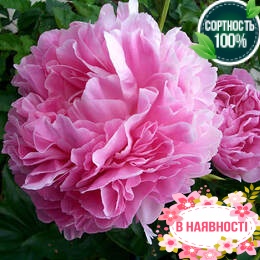 Пион травянистый Lady Kate (2-4 почки)