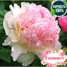 Пион травянистый Raspberry Sundae (2-4 почки)