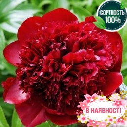 Пион травянистый Red Charm (2-4 почки)