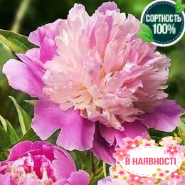 Пион травянистый Sorbet (2-4 почки)