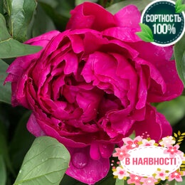 Пион травянистый Victoire de la Marne (2-4 почки)