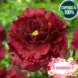 Пион травянистый Black Beauty (2-4 почки)