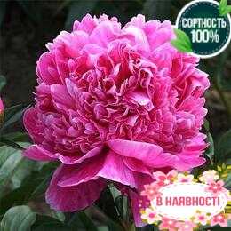 Пион травянистый Barbara (2-4 почки)