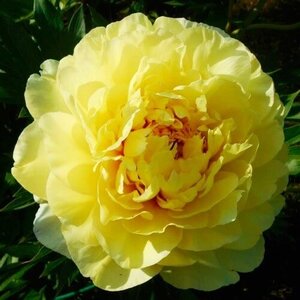 Півонія Bartzella (2-4 бруньки) Півонія Bartzella (2-4 бруньки)