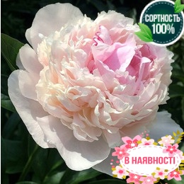 Пион травянистый Blush Queen (2-4 почки)