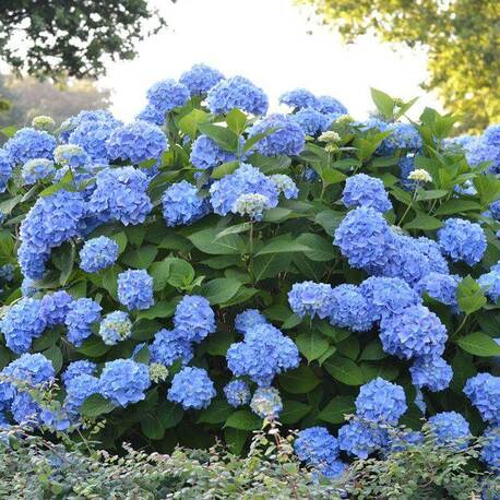 Гортензия  крупнолистная Teller Blue (контейнер Р9)