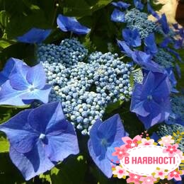 Гортензия  крупнолистная Teller Blue (контейнер Р9)