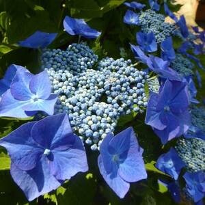 Гортензия  крупнолистная Teller Blue (контейнер Р9)