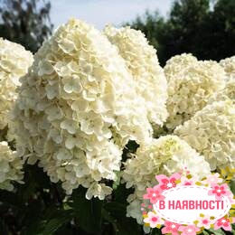 Гортензия метельчатая Cotton Cream (контейнер Р9)