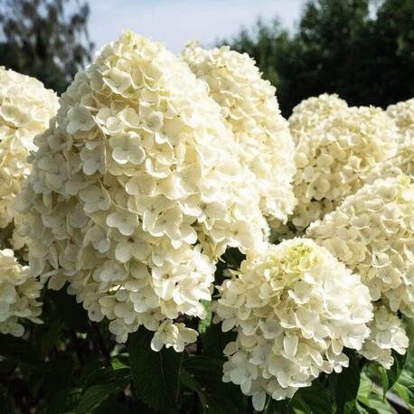 Гортензия метельчатая Cotton Cream (контейнер Р9)