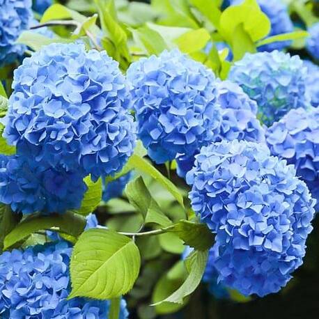 Гортензия крупнолистная Nikko Blue (контейнер Р9)
