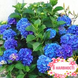 Гортензия крупнолистная Nikko Blue (контейнер Р9)