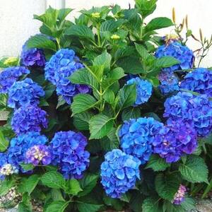 Гортензія великолистна Nikko Blue (контейнер Р9) Гортензія великолистна Nikko Blue (контейнер Р9)