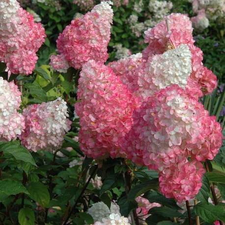 Гортензия метельчатая Pink Rose (контейнер Р9)