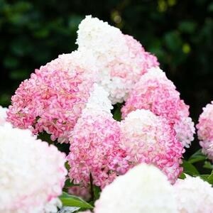 Гортензия метельчатая Pink Rose (контейнер Р9)
