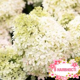 Гортензия метельчатая Royal Flower (контейнер Р9)