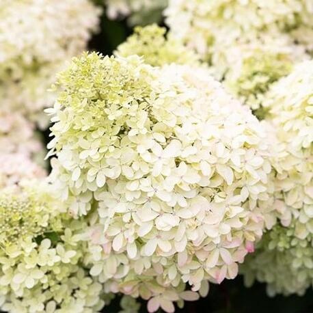 Гортензия метельчатая Royal Flower (контейнер Р9)