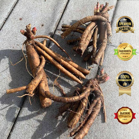 Пион травянистый Delaware Chief (2-4 почки)