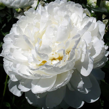 Пион травянистый White Ivory (2-4 почки)
