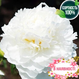Пион травянистый White Ivory (2-4 почки)