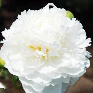 Пион травянистый White Ivory (2-4 почки)