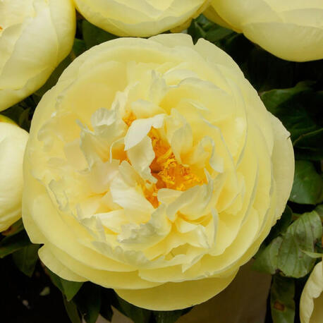 Пион травянистый Lemon Chiffon (2-4 почки)