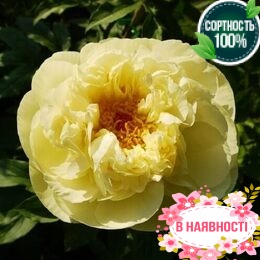 Пион травянистый Lemon Chiffon (2-4 почки)