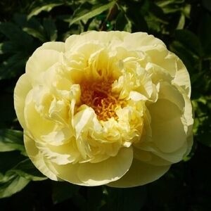 Пион травянистый Lemon Chiffon (2-4 почки)