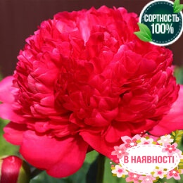 Пион травянистый Command Performance (2-4 почки)
