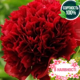 Пион травянистый Red Grace (2-4 почки)