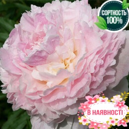 Пион травянистый Chiffon Parfait (2-4 почки)