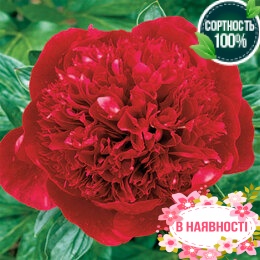Пион травянистый Red Magic (2-4 почки)