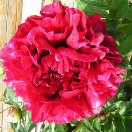 Пион травянистый Red Sarah Bernhardt (2-4 почки)
