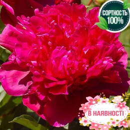 Пион травянистый Red Sarah Bernhardt (2-4 почки)
