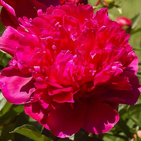 Пион травянистый Red Sarah Bernhardt (2-4 почки)