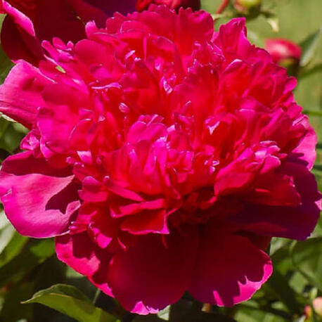 Півонія трав'яниста Red Sarah Bernhardt (2-4 бруньки)