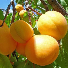 Абрикос Шалах ананасный (2-х летний)