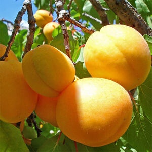 Абрикос Шалах ананасный (2-х летний)