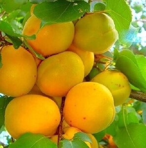 Абрикос  Кумир (cаженцы)