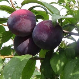 Слива Анжелино (2-х летний)