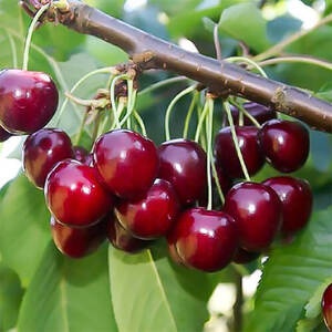 Вишня Норд Стар (2-х летний)
